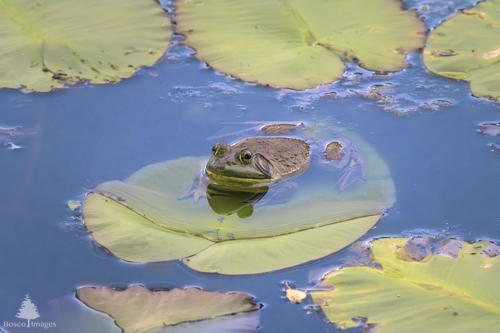 Slide 1 of 6: A large bull frog sits on a lilly pad in the center of the frame angled toward the bottom left corner of the frame surrounded by blue water with a vignette of other lilly pads around the top, right, and bottom of the frame. The lilly that the frog is sitting on is partially submerged in water, held under by the weight of the frog. The frogs legs can be seen beneath the water while its body and head are above water.