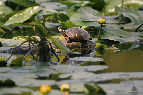 Slide 5 of 6: An Eastern Painted Turtle sit on a rock in left side profile facing the left side of the frame with its face lifted upwards into a golden sun beam. The surface of the water in the background is covered in a thick blanket of lilly pads that protrude slightly above the surface of the water.