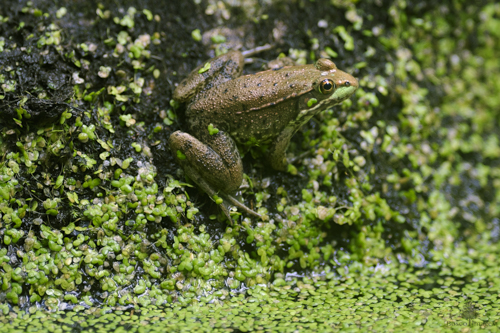 Slide 4 of 6: A green frog with a brownish color clings to the side of a rock, almost camouflaged. The frog is unmoving, facing toward the back left of the frame with its eye visible as it watches the viewer from the side. The rock it clings to is covered in a blanket of duckweed that also covers the surface of the pond water in the bottom left of the frame.