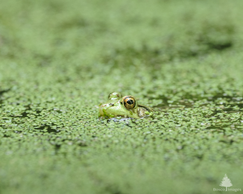 Slide 6 of 6: The majority of the frame is filled with green duckweed on the surface of a pond, with a shallow depth of field so only a narrow horizontal strip at the center of the frame is in focus. Where the duckweed is in focus, the top of a frog's head protrudes above the surface of the water, lifting out of the duckweed, with its eyes fixed intently on the viewer.