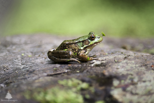 Slide 2 of 6: A small green frog sits in right side profile on a large grey rock that takes up the majority of the frame. The frog recently left the water, and has a small piece of duckweed stuck to its head that is protruding away from its forehead.