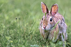 An old black drain pipe protrudes from the ground in the center of the frame, revealing the top of a chipmunk's head peeking up toward the right.