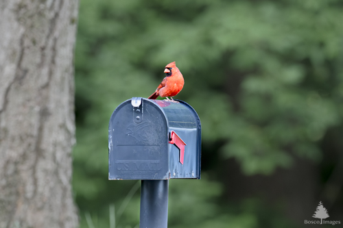 Slide 6 of 10: A mailbox in the center left of the frame rises from the ground, next to a tree trunk with a backdrop of green leaves. There is a red male cardinal sitting on top of the mailbox with its chest facing the right of the frame and head angled toward the left, as it keeps an eye on the viewer. 