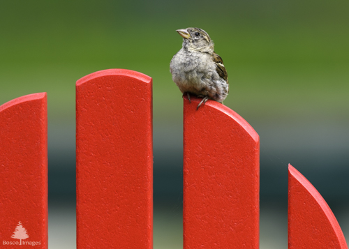 Slide 1 of 10: The back slats of a red adirondack chair arch through the frame from center left to the bottom right corner. A house sparrow is perched on top of the second from the right slat, angled toward the left of the frame with it's head nobly held in the air.