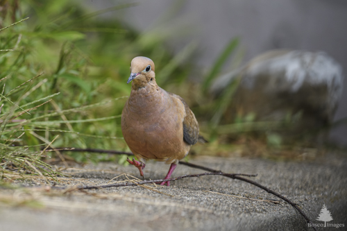 Slide 4 of 10: A mourning dove with light orange feathers a light blue beak and dark brown wings marches along a retaining wall that runs diagonally through the frame from bottom left to center right. The dove's right foot is in the air as it walks toward the front left corner of the frame.