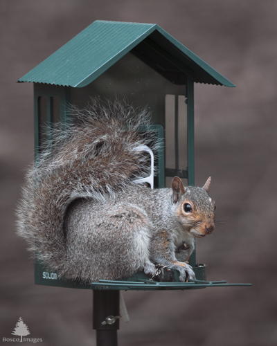 Slide 5 of 10: A green bird feeder takes up the majority of the frame, which is resting on top of a black pole that protrudes from the center bottom of the frame. A squirrel sits on the feeder, facing the front right of the frame. The squirrel looks guiltily at the viewer, expecting to find a snack but the feeder is empty.