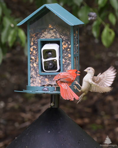 Slide 8 of 10: A green bird feeder on top of a black pole with a cone-shaped squirrel baffle beneath the feeder is in the center of the frame. On it are two birds squabbling over who gets to sit at the feeder. A cardinal is perched on the feeder, thrusting its head toward the right with an open beak in the direction of a house finch that is trying to land on the feeder. The finch is clinging onto the right side of the feeder and has its wings spread out behind it as it comes in for a landing.