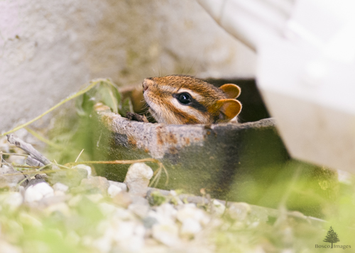 Slide 2 of 10: An old black drainpipe slightly protrudes from the ground in the center of the frame against a white wall. There is a chipmunk poking its head out of the pipe, facing toward the left side of the frame. There are white pebbles and green strands of grass out of focus on the foreground below the chipmunk's face, and a new white gutter downspout cuts across the top left corner of the frame directly above the chipmunk's head.