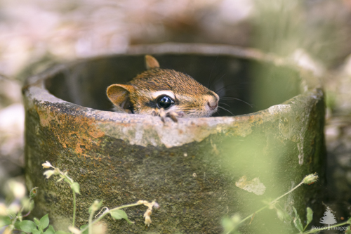 Slide 7 of 10: An old black drain pipe protrudes from the ground in the center of the frame, revealing the top of a chipmunk's head peeking up and facing toward the right. The chipmunk has its front right paw on the top edge of the pipe and appears to be fliring with the viewer.
