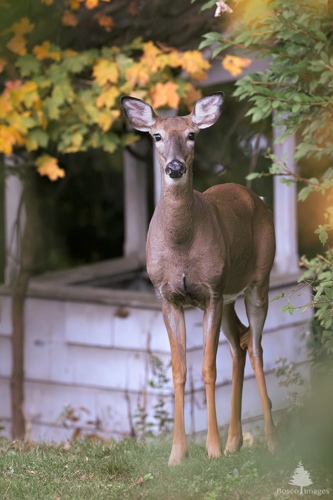 Slide 10 of 10: A deer stands in a suburban yard looking straight ahead at the viewer. It's standing in front of a white water well with a vignette of autumn leaves on the top background and right side of the frame.