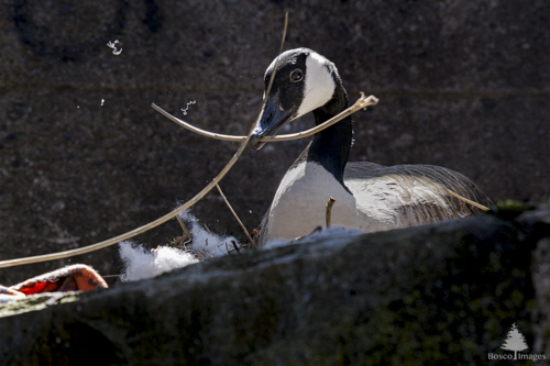Slide 3 of 10: A Canadian Goose sits on top of a concrete wall, with another concrete wall behind her and sun beams shining down from above the walls. She has a stick in her beak as she coyly glances at the viewer, with the stick curved upwards like a smile. On the left of the frame, there is an orange polyester blanket and white fluffy polyester stuffing, both environmental pollutants leftover by humans that she is incorporating into her nest. 