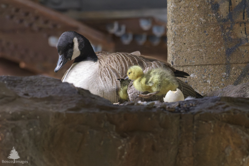 Slide 9 of 10: A nesting Canada Goose in an urban area, resting on top of a concrete wall, with industrial steel beams in the background. She is angled toward the front left of the frame as she softly dozes. She has two goslings with her, one partially visible as it ducks under her left wing, and a second waddling over to join its sibling. The goslings have recently hatched and a broken egg shell is still next to the mother.